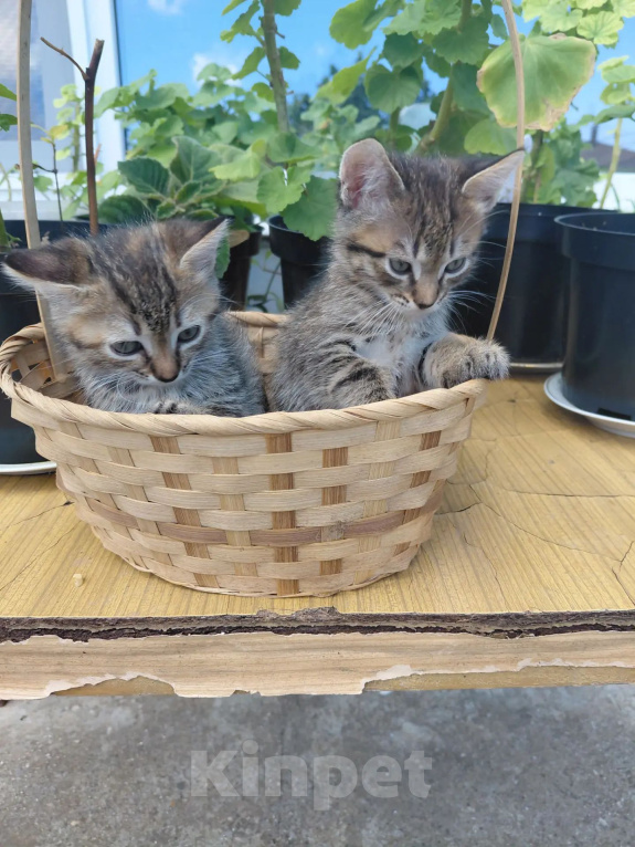 Кошки в Севастополе: Котята Разнополые, Бесплатно - фото 4