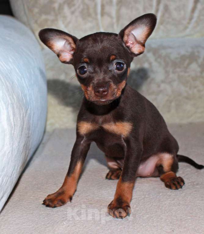 Собаки в Волгограде: Девочка горький шоколад Девочка, 17 000 руб. - фото 3