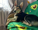 Собаки в Комсомольске-На-Амуре: Собака в добрые руки  Мальчик, Бесплатно - фото 2