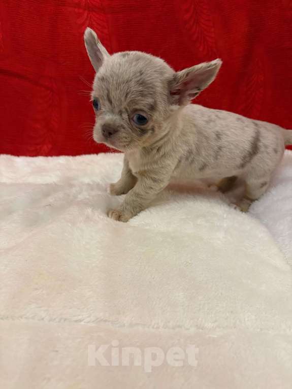 Собаки в Москве: Чихуахуа-  Девочка Девочка, 50 000 руб. - фото 1