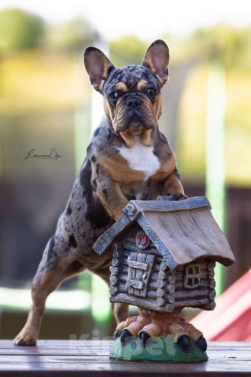 Собаки в других городах Московской области: Девочка Мерле Девочка, 70 000 руб. - фото 6