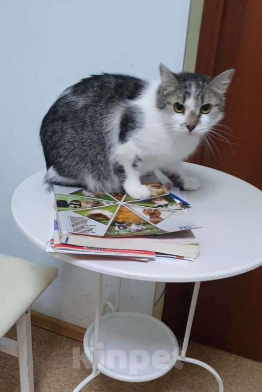 Кошки в Москве: Мэри — кошка с большим сердцем Девочка, Бесплатно - фото 8