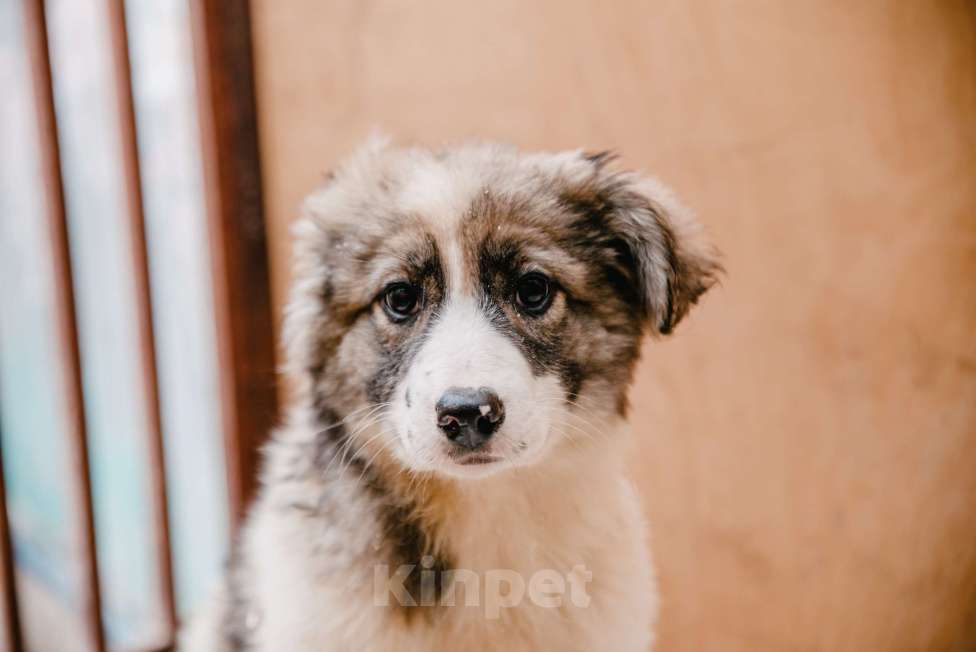 Собаки в Москве: карапузы ищут дом Девочка, 100 руб. - фото 1