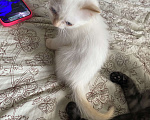 Кошки в Красноярске: Котята Мальчик, Бесплатно - фото 6