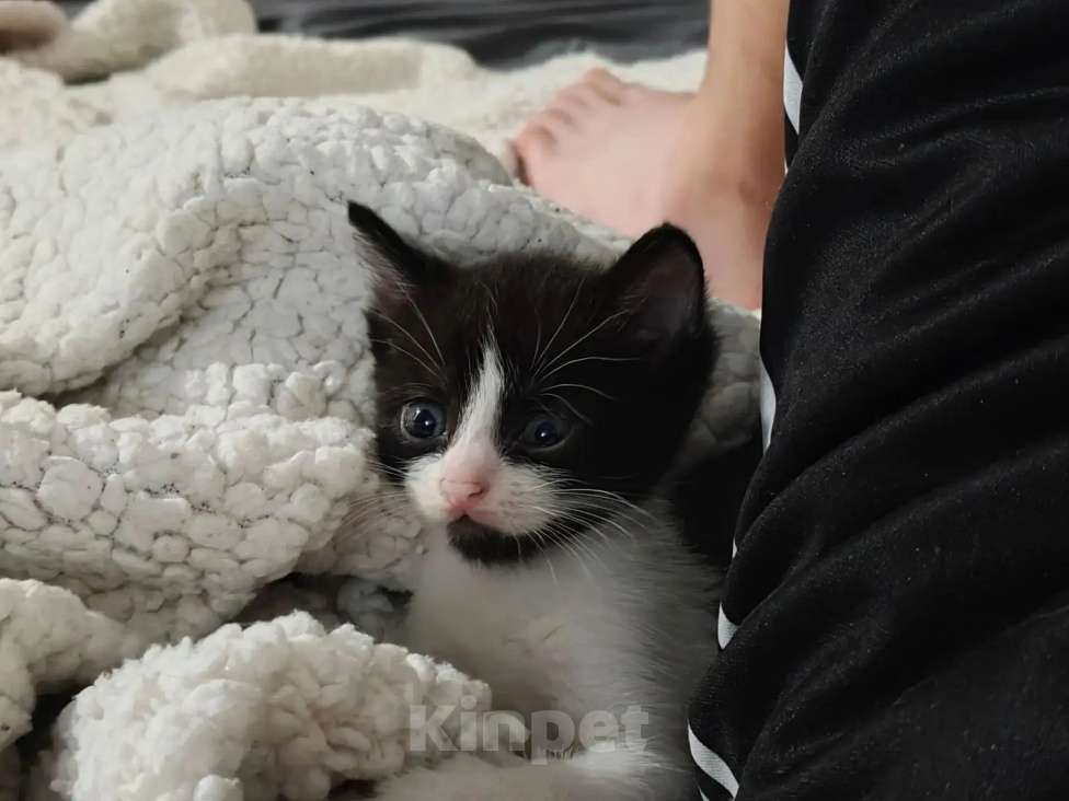 Кошки в Липецке: Срочно отдам в добрые руки из-за переезда Мальчик, Бесплатно - фото 2
