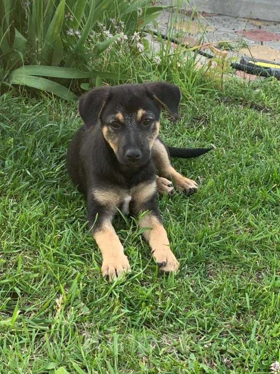 Собаки в Санкт-Петербурге: Ласковые бархатные щеночки Девочка, Бесплатно - фото 3