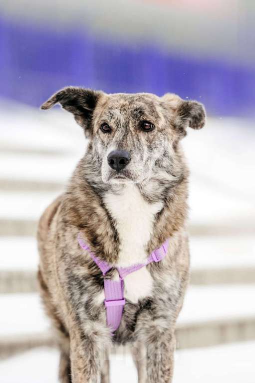 Собаки в Москве: Великолепная Верба ищет дом Девочка, Бесплатно - фото 7