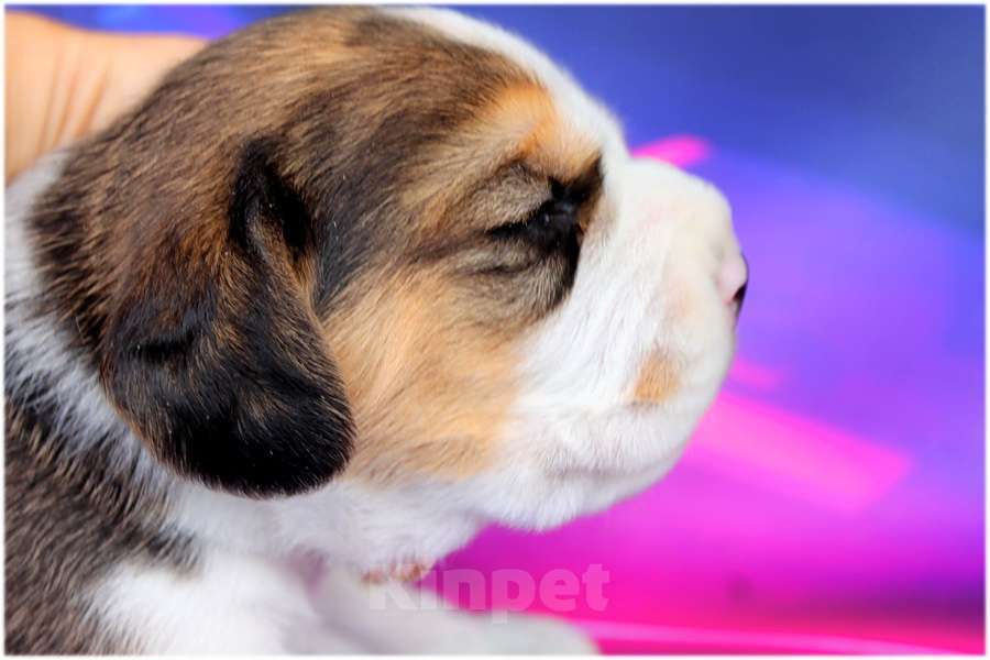 Собаки в Москве: бигли ркф Девочка, 50 000 руб. - фото 4