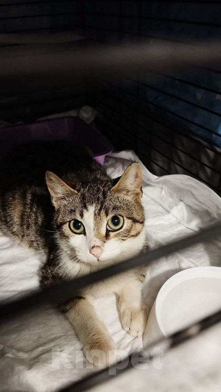 Кошки в Санкт-Петербурге: 🌟ДЕЙЛ ИЩЕТ ДОМ Мальчик, Бесплатно - фото 3