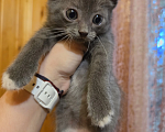 Кошки в Павловском Посаде: Котенок Мальчик, Бесплатно - фото 4