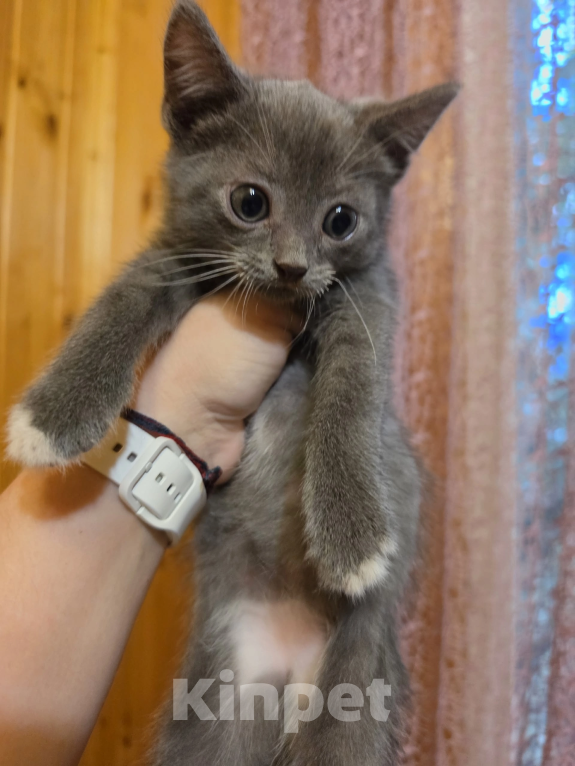 Кошки в Павловском Посаде: Котенок Мальчик, Бесплатно - фото 4