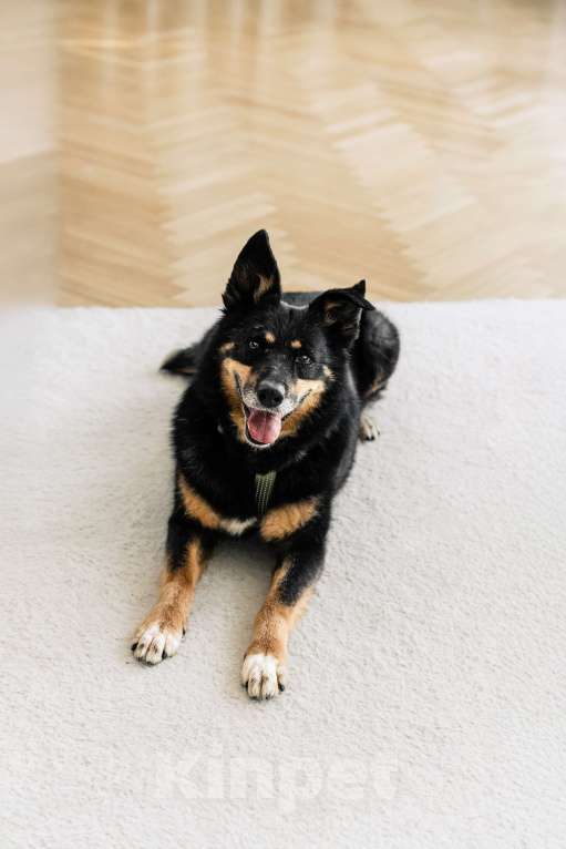 Собаки в Москве: Чудесный Байкал ищет дом Мальчик, Бесплатно - фото 7