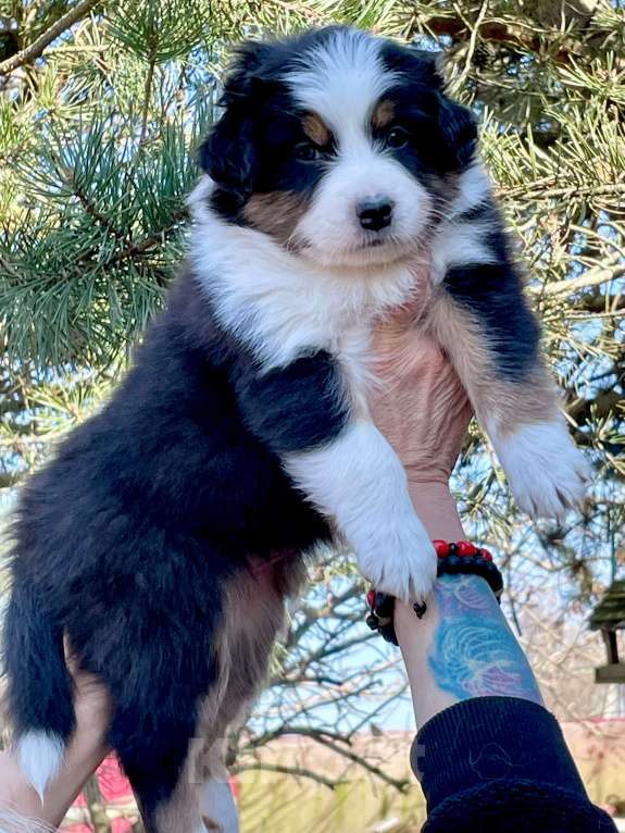 Собаки в других городах Ленинградской области: Австралийская овчарка (Аусси) Девочка, 70 000 руб. - фото 2