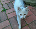 Кошки в Лобне: Белый пушистик с серым пятнышком Мальчик, Бесплатно - фото 5