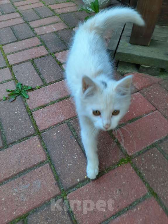 Кошки в Лобне: Белый пушистик с серым пятнышком Мальчик, Бесплатно - фото 5