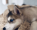 Собаки в Брянске: Сибирский хаски Девочка, 10 000 руб. - фото 3