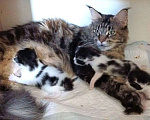 Кошки в Короче: Котята мейн-кун в резерв Мальчик, 25 000 руб. - фото 1
