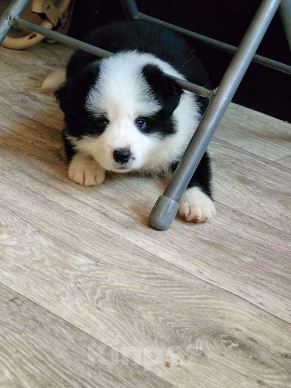 Собаки в других городах Приморского края: Щенки бордерколли, документы РКФ Мальчик, 100 000 руб. - фото 4