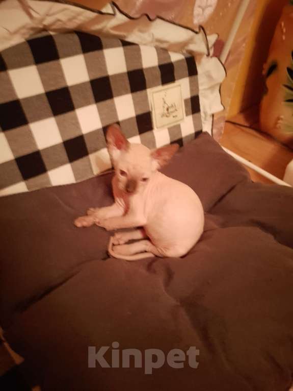 Кошки в Рязани: Продам котят Мальчик, 12 000 руб. - фото 4