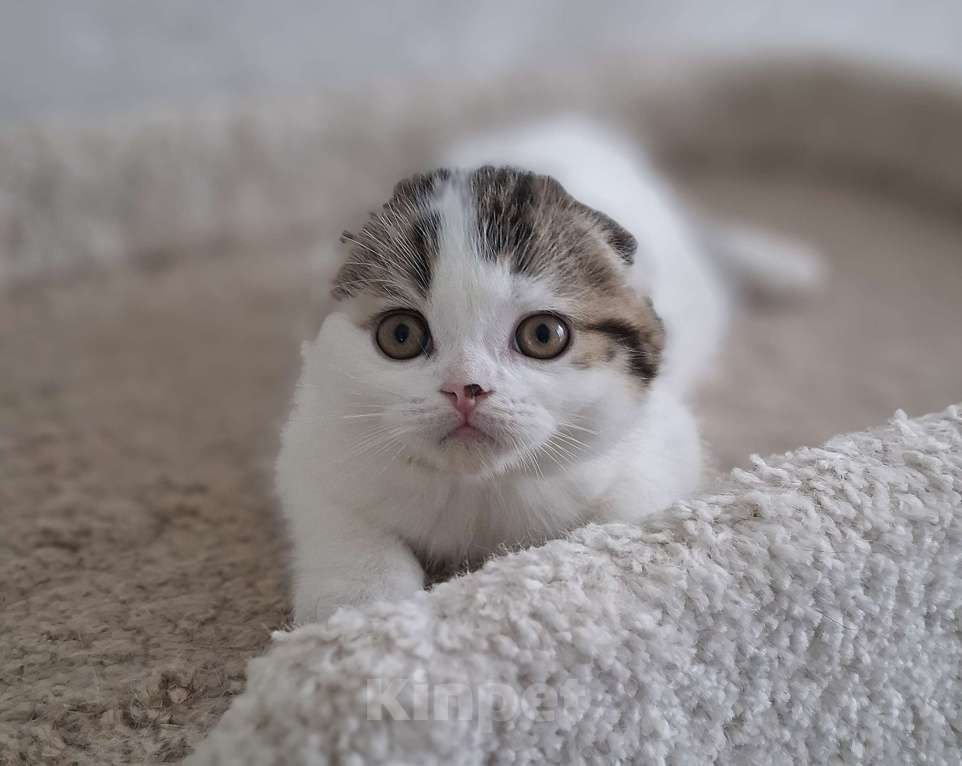 Кошки в Ярославле: Шотландский вислоухий короткошерстный малыш Мальчик, 35 000 руб. - фото 9
