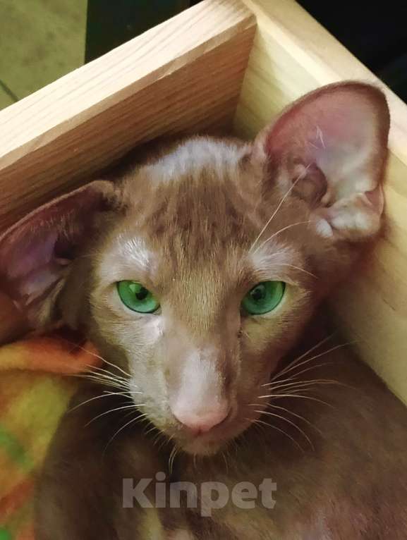 Кошки в Москве: Ориентальные котята Мальчик, 40 000 руб. - фото 1