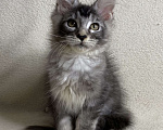 Кошки в Дмитрове: Черная серебристая тикированная девочка мейн кун Sakura  Девочка, 30 000 руб. - фото 7