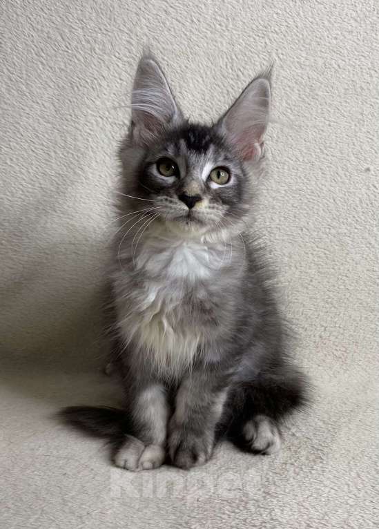 Кошки в Дмитрове: Черная серебристая тикированная девочка мейн кун Sakura  Девочка, 30 000 руб. - фото 7