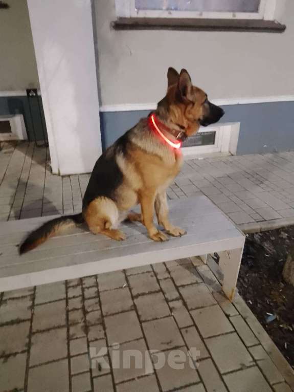 Собаки в Истре: милые МИШКИ Девочка, 20 000 руб. - фото 5