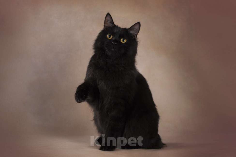 Кошки в Санкт-Петербурге: Шикарный котик курильского бобтейла Мальчик, 50 000 руб. - фото 5