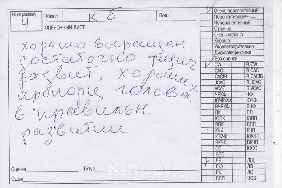Собаки в других городах Ленинградской области: Супер-щенок кобель, чёрный серебристый с ярким кантом Мальчик, Бесплатно - фото 7
