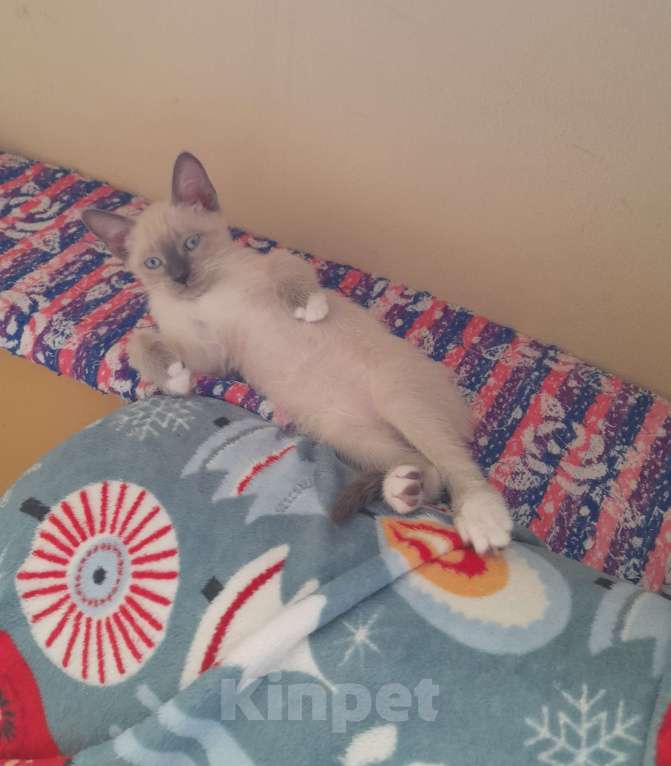 Кошки в Балашихе: Котёнок сноу шу ,девочка близнец  Девочка, 5 000 руб. - фото 1