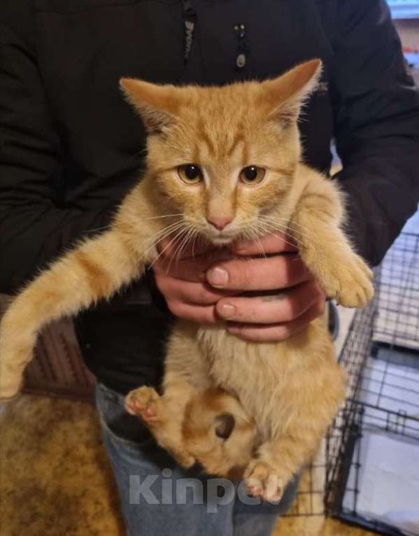 Кошки в Москве: Савелий в добрые руки. Мальчик, Бесплатно - фото 3