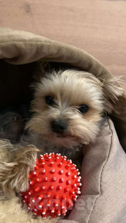 Собаки в Воронеже: Бимо,я ищу тебя ! Мальчик, 5 000 руб. - фото 2