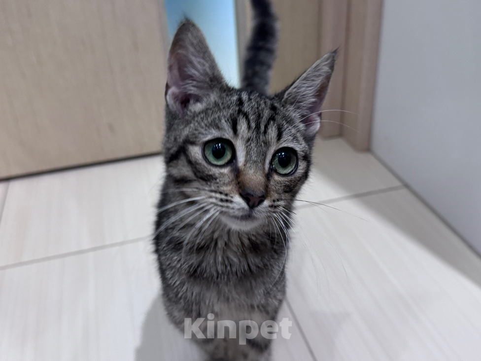 Кошки в Санкт-Петербурге: Котёнок Тоби- нужен хозяин Мальчик, Бесплатно - фото 1