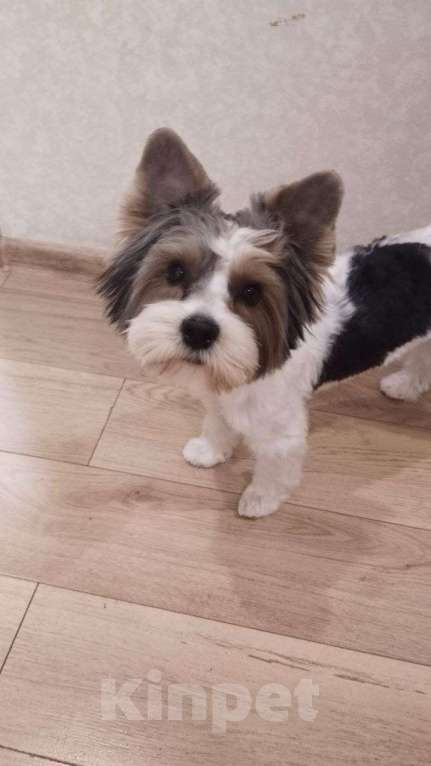 Собаки в Кашире: Тима ищет добрых и верных друзей Мальчик, 35 000 руб. - фото 3