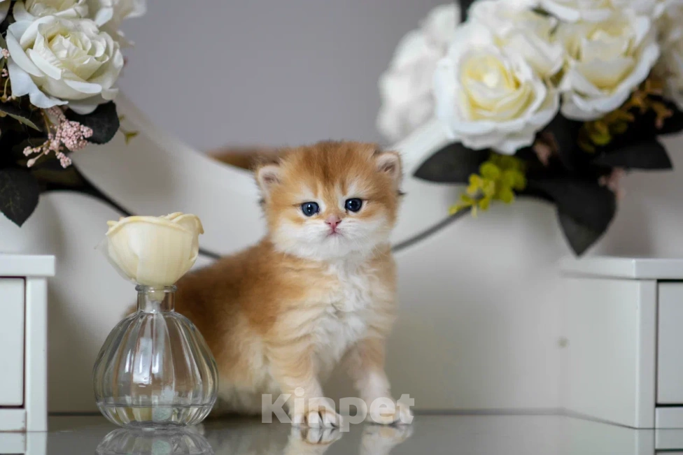 Кошки в Балашихе: Британская девочка Брусника Девочка, 65 000 руб. - фото 3