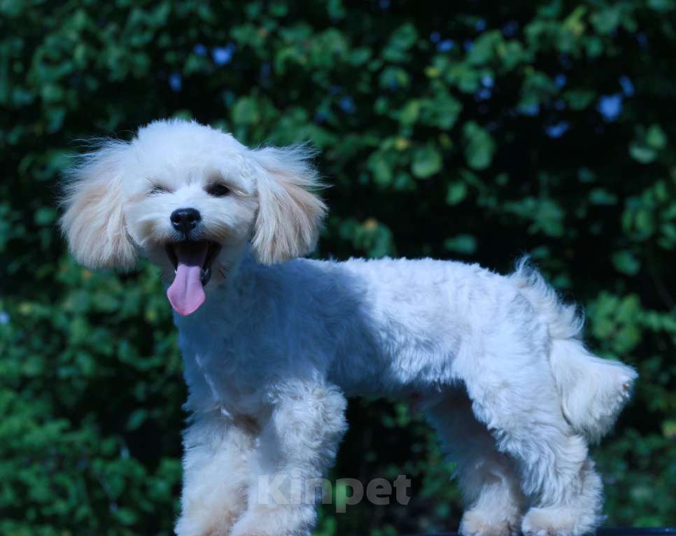 Собаки в Москве: мальтипу Ф1 щенки мини Мальчик, 60 000 руб. - фото 6