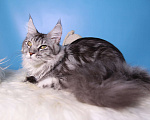 Кошки в Лодейном Поле: Кошка Мейн-Кун Руна  Девочка, 13 000 руб. - фото 2