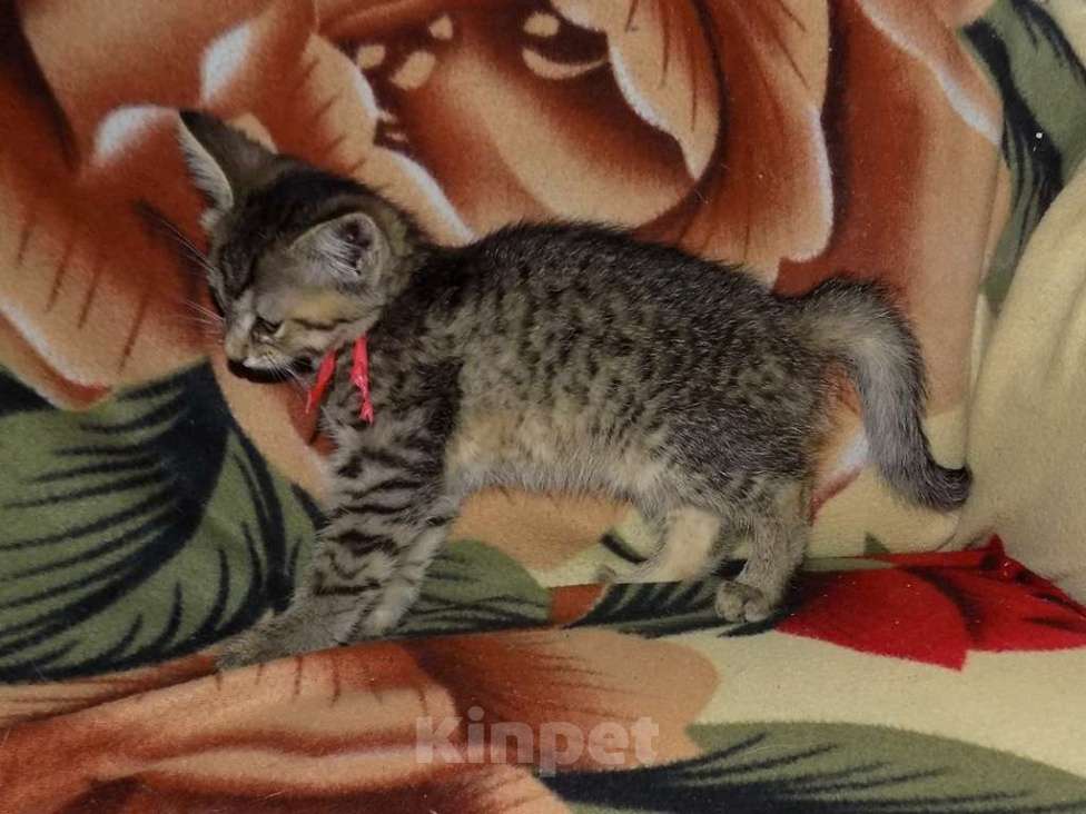 Кошки в Москве: Оцикет девочки (маленькие рыси) Девочка, 20 000 руб. - фото 6