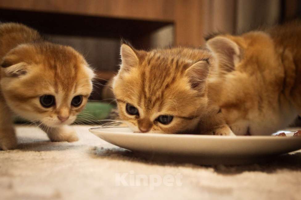 Кошки в Липецке: Шотландец 2 Мальчик, 28 000 руб. - фото 6