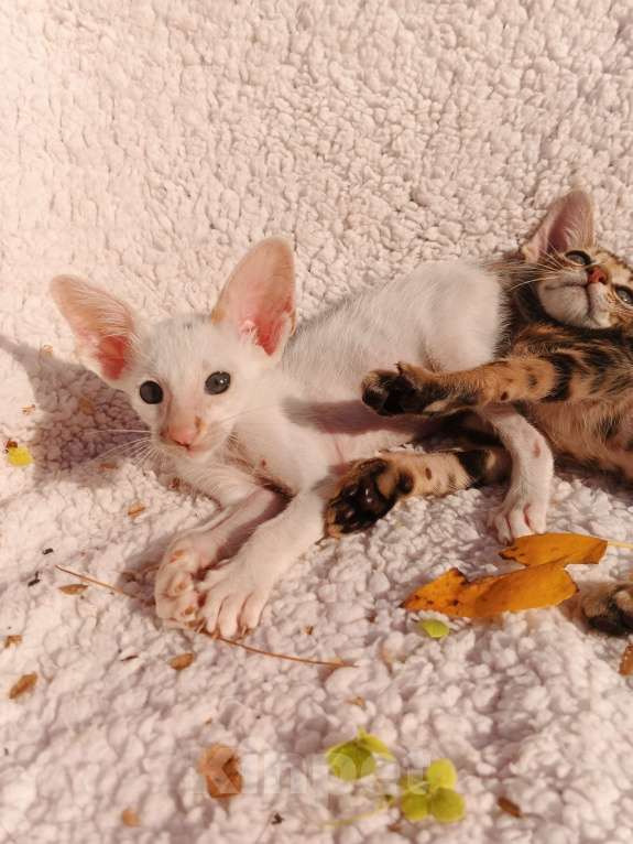 Кошки в Москве: Ориентальный мальчик, ванн Мальчик, 50 000 руб. - фото 6