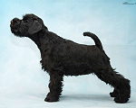 Собаки в Петрозаводске: Красавица цвергшнауцер черный  Девочка, 60 000 руб. - фото 2