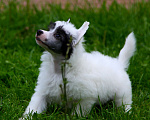 Собаки в Люберцах: Маленькое облачко Велюр Мальчик, Бесплатно - фото 6