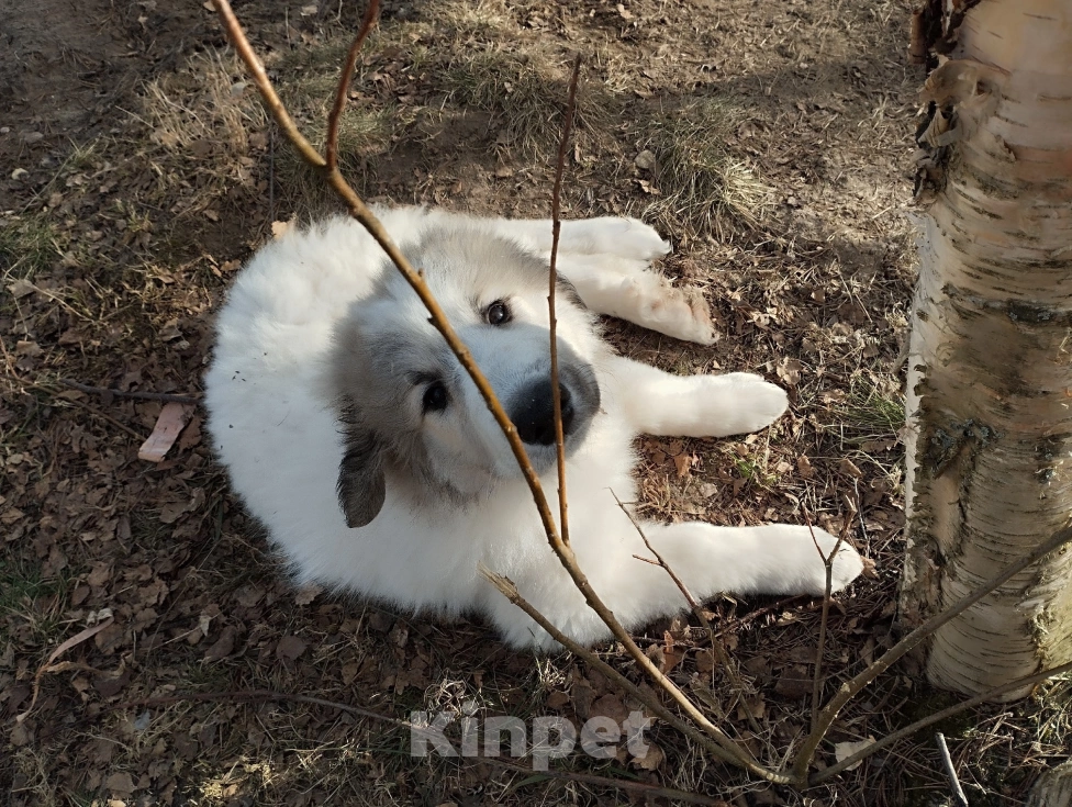 Собаки в других городах Ленинградской области: Харита пиренейская горная собака  Девочка, 70 000 руб. - фото 4
