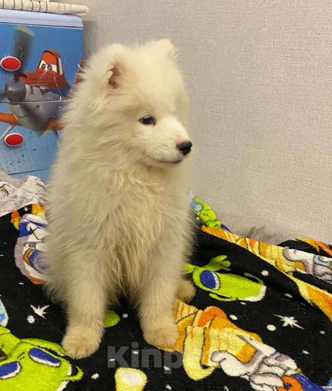 Собаки в Кирове: Самоедская собака, щенок Девочка, 40 000 руб. - фото 2