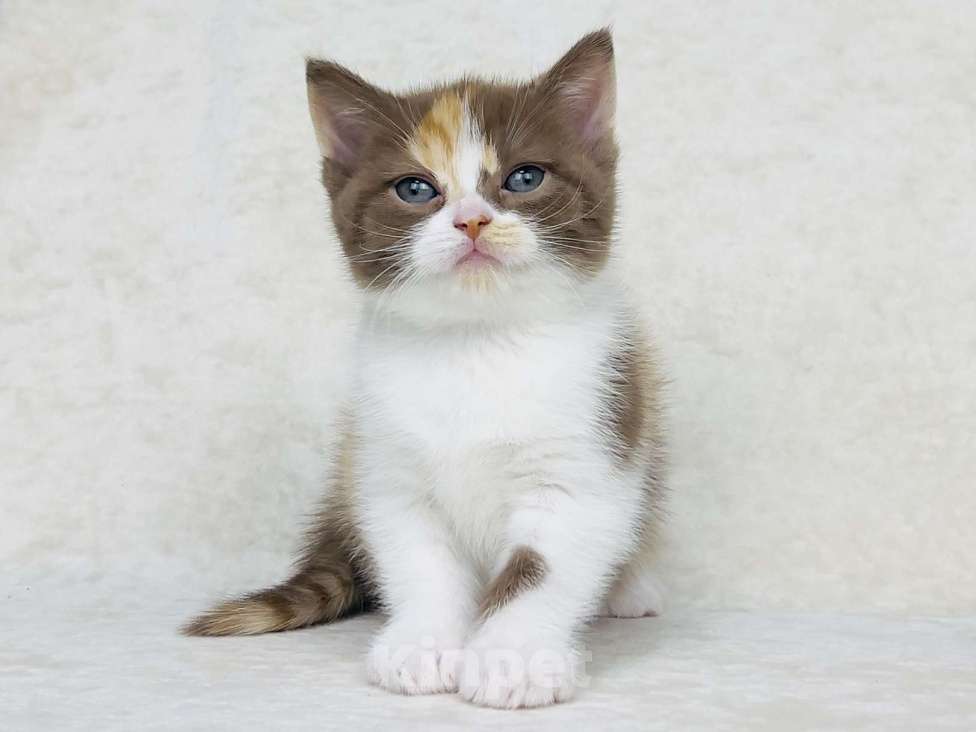 Кошки в Люберцах: Британская кошечка Девочка, 50 000 руб. - фото 2