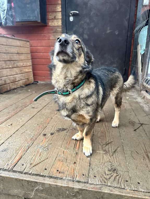 Собаки в Санкт-Петербурге: Маленький собачонок, совсем крошка на коротких лапках Мальчик, Бесплатно - фото 4