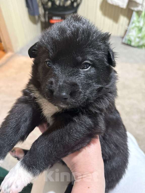 Собаки в других городах Московской области: Дакота Девочка, 100 руб. - фото 6