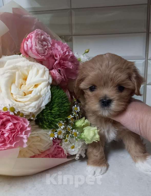 Собаки в Барнауле: Щенки Мальтипу f1 Девочка, 100 000 руб. - фото 1