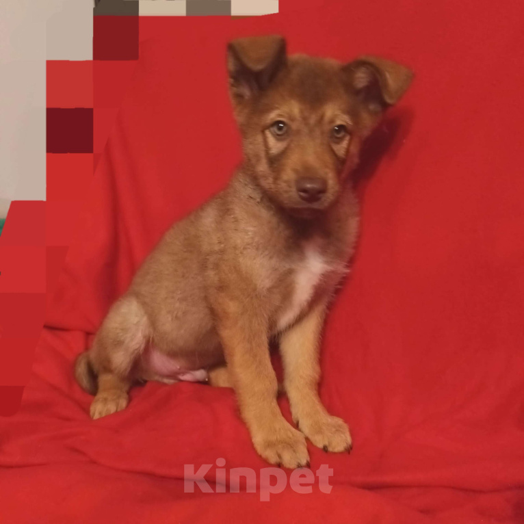 Собаки в Санкт-Петербурге: Щенок в добрые руки Мальчик, Бесплатно - фото 2